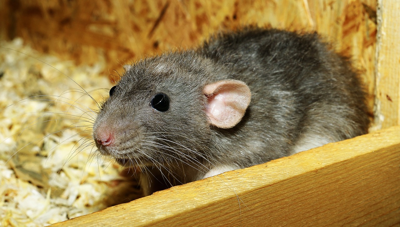 Qu’est-ce qui attire les rats ?