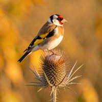 Comment accueillir, nourrir et protéger le chardonneret élégant au jardin en automne ? Chardonneret élégant posé sur une tête de chardon sèche dans un jardin aux feuillages dorés, éclairé par la douce lumière du matin.