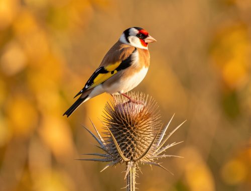 Chardonneret élégant posé sur une tête de chardon sèche dans un jardin aux feuillages dorés, éclairé par la douce lumière du matin.