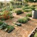 Jardin potager en permaculture pendant un été sec, avec paillage de paille, légumes variés et récupérateur d’eau de pluie sous une lumière douce.
