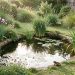 Petit jardin naturel avec une mare aux formes libres, bordée d’iris et de joncs, où une grenouille se tient discrètement au bord de l’eau dans la douce lumière du matin.