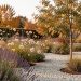Jardin sec en automne composé de lavande, de gaura fleuri, de paillage minéral et d’un jeune arbre de Judée, baigné par une douce lumière d’octobre.