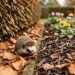 Un hérisson discret avance sur des feuilles mortes sous une haie, près d’un massif paillé dans un jardin familial baigné de lumière douce automnale.